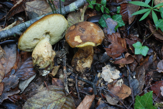 uscita prima della nevicata